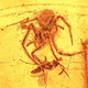 Illustration for article titled A Fossilized Scene of a Spider Attacking a Wasp, Preserved for 110 Million Years